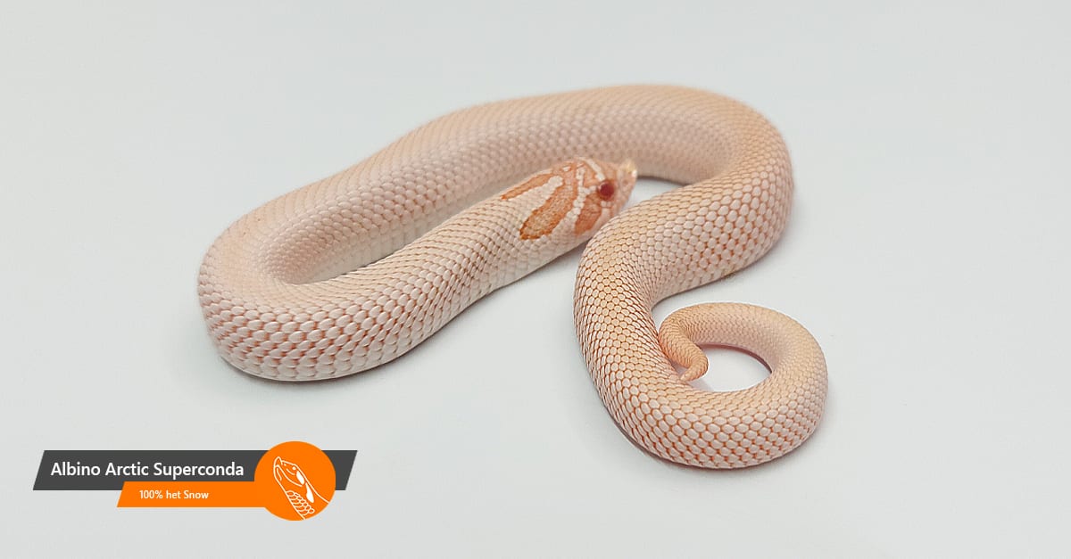 Albino Arctic Superconda 100% het Snow