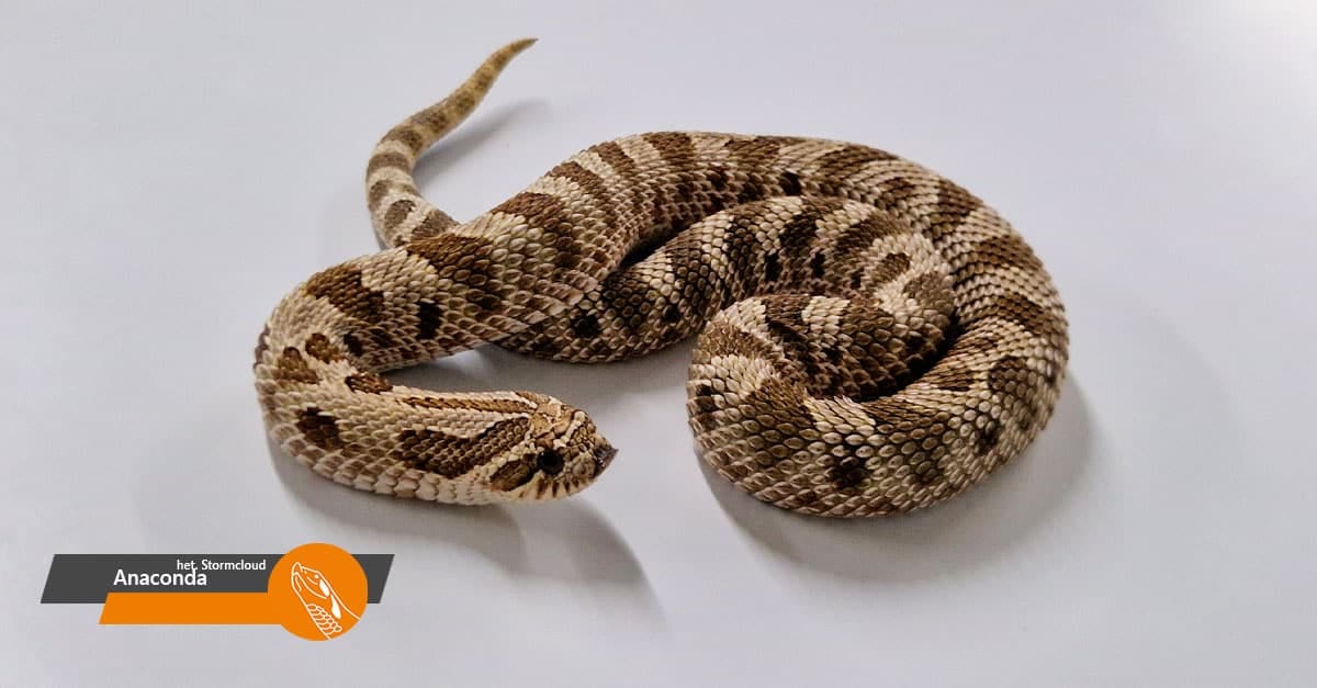 Anaconda 100% het Stormcloud