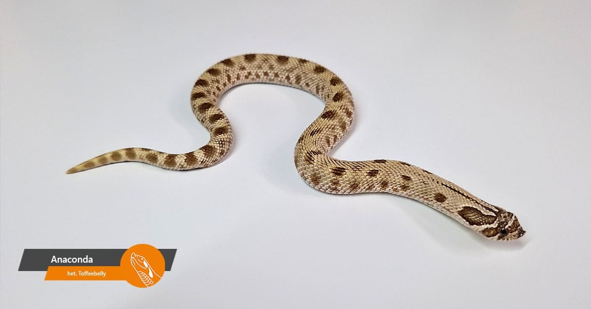 Anaconda 100% het Toffeebelly