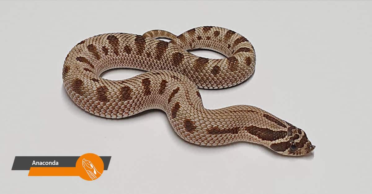 Anaconda