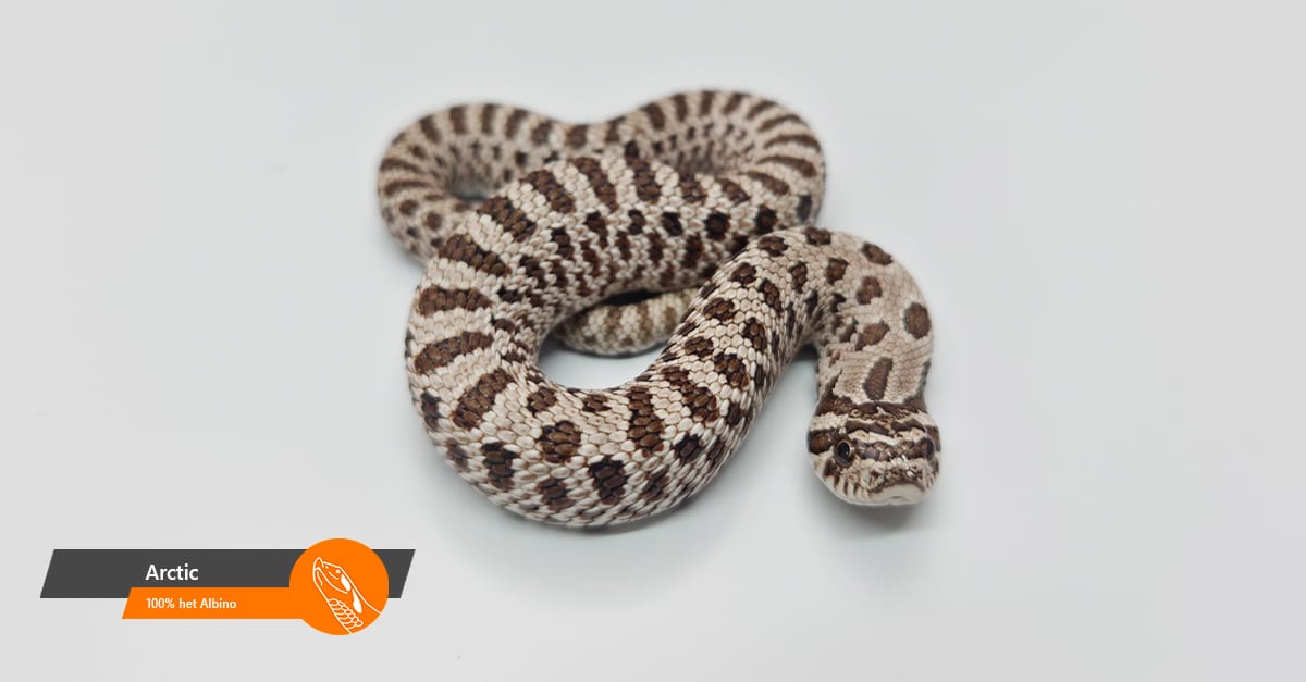 Arctic 100% het Albino