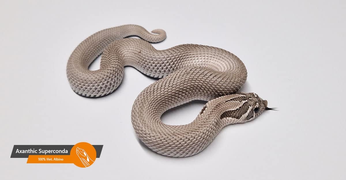 Axanthic Superconda 100% het Snow