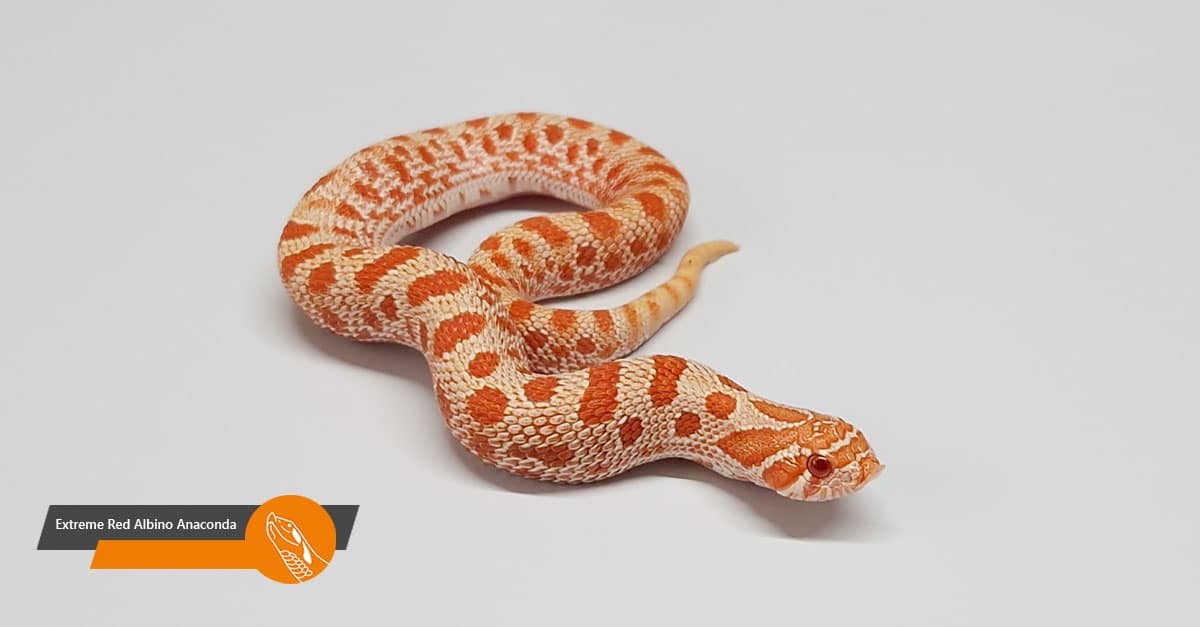 Extreme Red Albino Anaconda