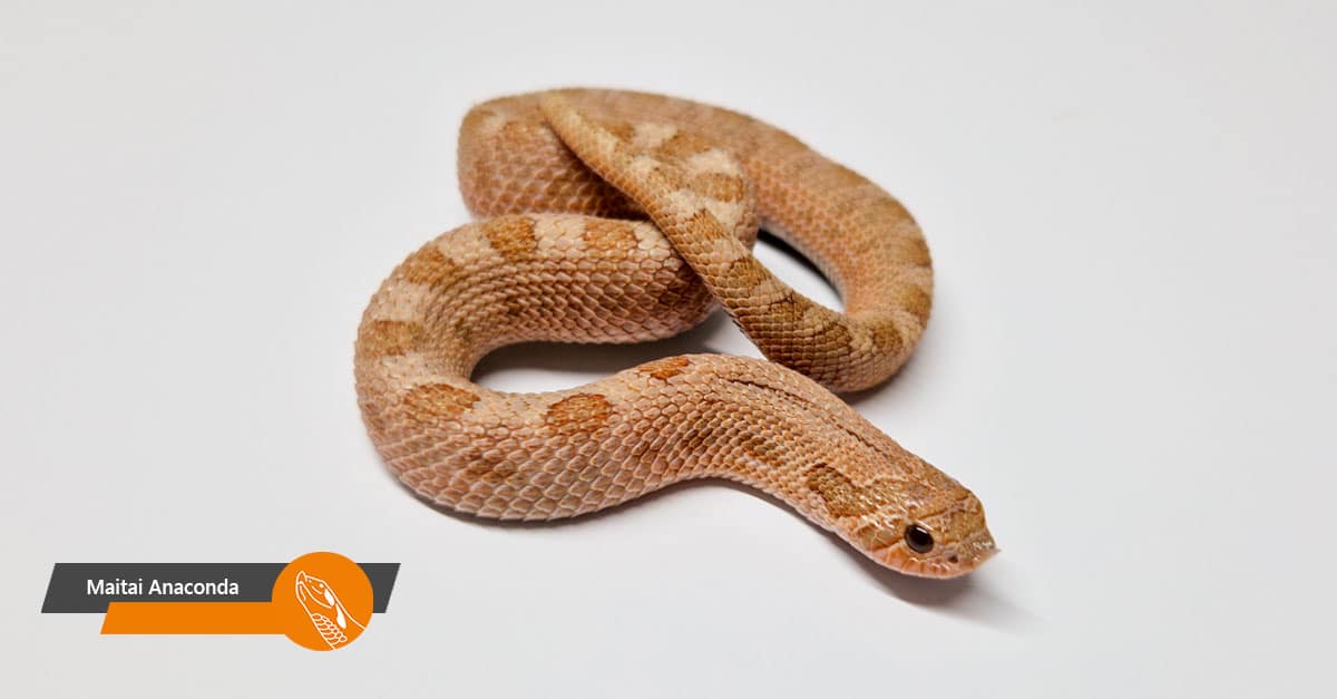 Maitai Anaconda