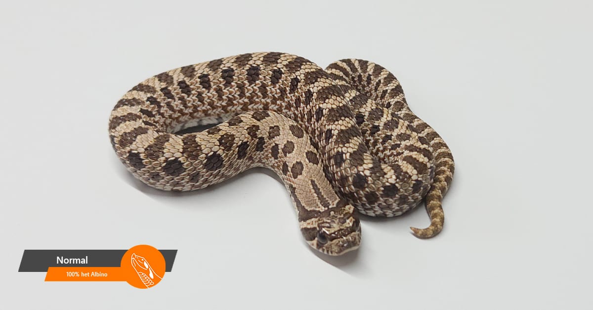 Normal 100% het Albino
