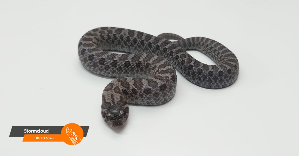 Stormcloud 100% het Albino