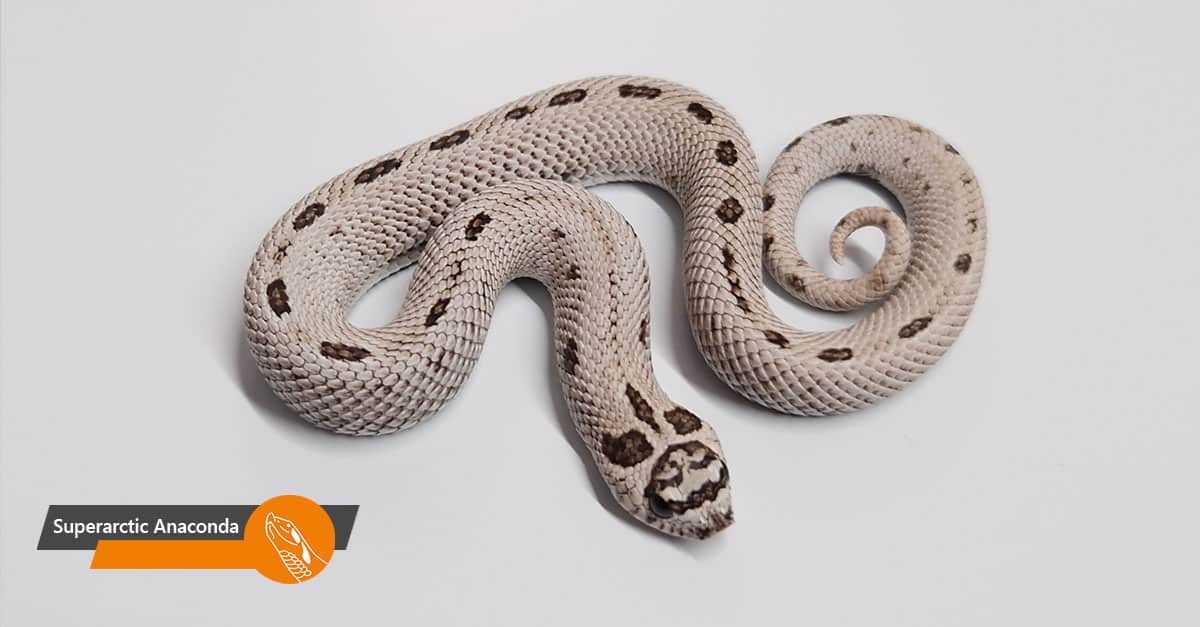 Superarctic Anaconda