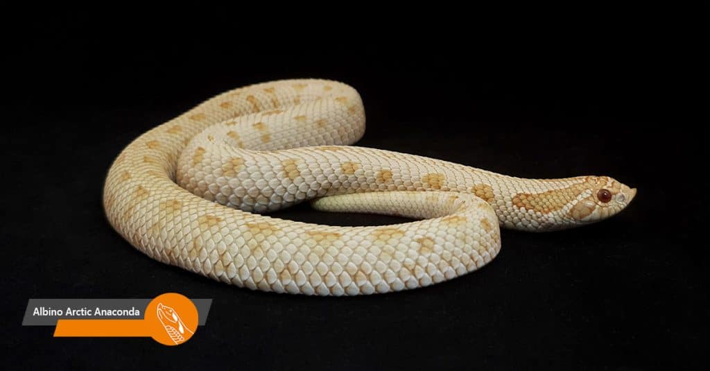 Albino Arctic Anaconda