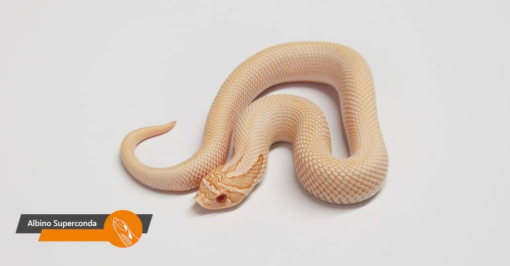 Albino Superconda