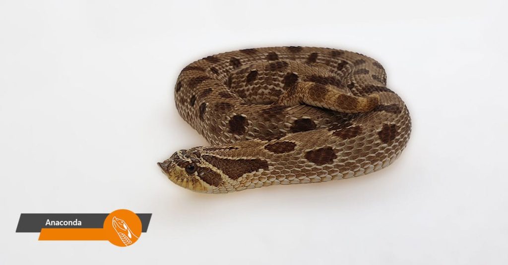Anaconda