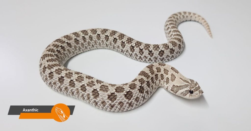 Axanthic