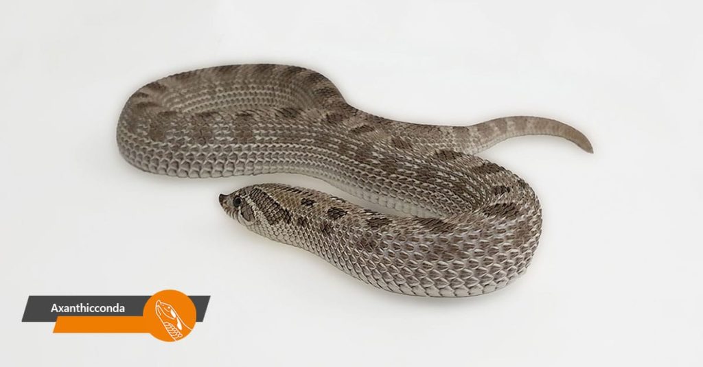 Axanthic Anaconda