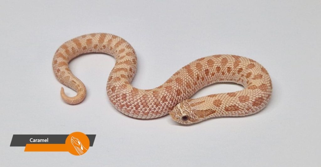 Caramel