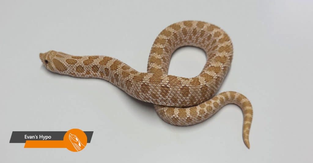 Evan’s Hypo