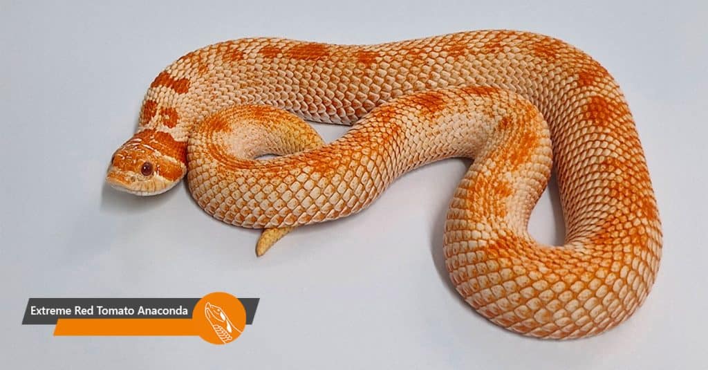Extreme Red Tomato Anaconda