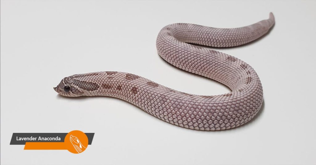 Lavender Anaconda