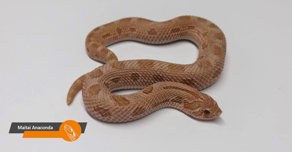 Maitai Anaconda
