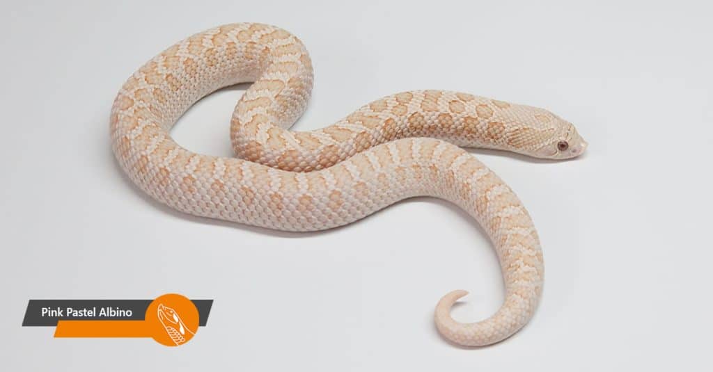 Pink Pastel Albino
