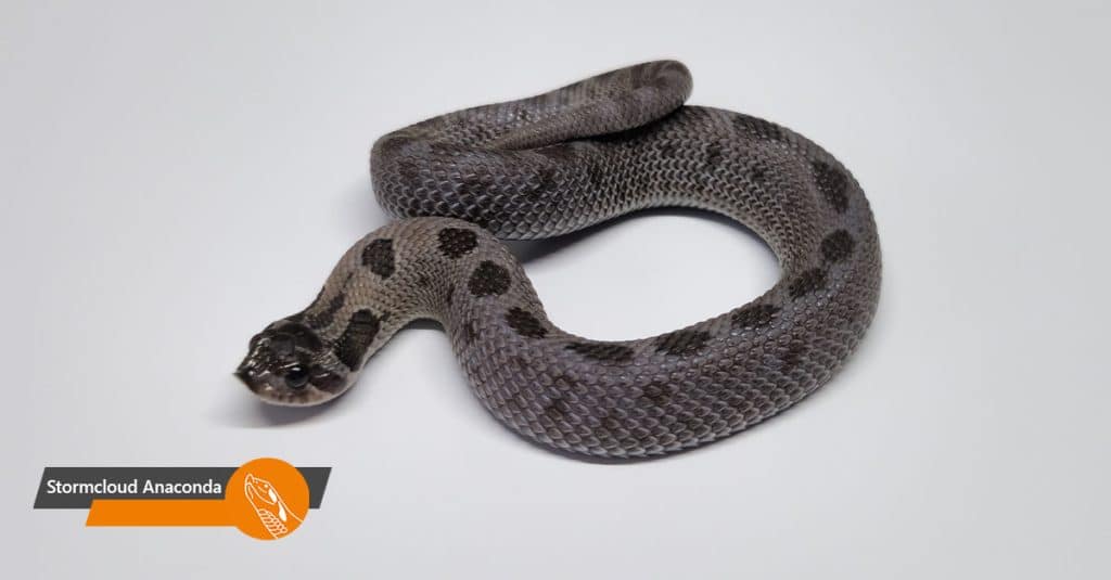Stormcloud Anaconda
