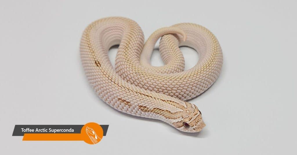 Toffee Arctic Superconda