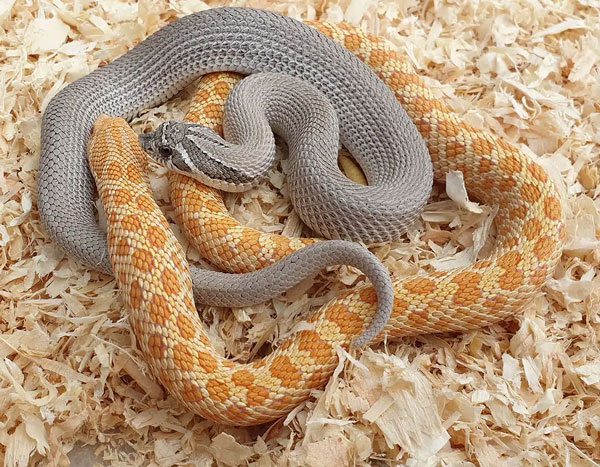 heterodon nasicus axanthic superconda albino