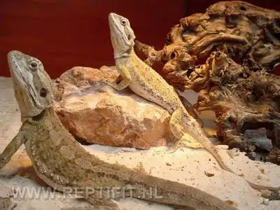 pogona mitchelli pair