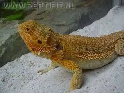 pogona vitticeps sandfire female